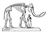 Mammoth, Cenozoic Mammal
