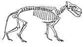 Hyaenodon, Cenozic Mammal