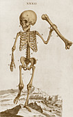Osteographia, 1733
