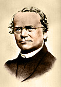 Gregor Mendel, Father of Genetics