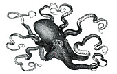 Octopus, 19th Century
