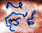 Chromosome Structure, Sciara