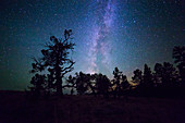 Milky Way over Juniper Grove