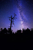 Dead Pine and Milky Way