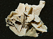 Gypsum Crystals