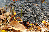 Leaf-Litter Fire