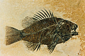 Priscacara Fossil, Eocene Sunfish