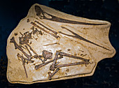 Pterosaur Pteranodon Fossil