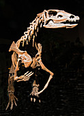 Thescelosaurus Neglectus Fossil