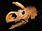 Centrosaurus Ceratopsian Dinosaur Skull Fossil