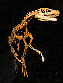 Dromaesaurus Albertensis Dinosaur Fossil
