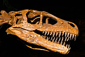 Dromaesaurus Albertensis Dinosaur Skull Fossil