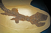 Cretoxyrhina Mantelli Shark Fossil