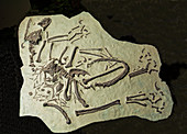 Bambiraptor Feinbergi Dinosaur Fossil