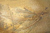 Ramphoryhncus Muensteri Fossil