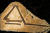 Pteranodon Sternberg Wing Fossil