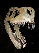 Albertosaurus Sarcophagus Skull Fossil