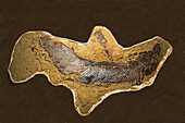 Alligator Gar Fish Fossil