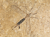Crane Fly Fossil