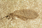 Caddis Fly Fossil