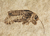Beetle Fossil