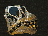 Camarasaurus Dinosaur Skull