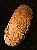 Oviraptor Dinosaur Egg