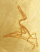 Pterosaur Fossil