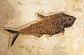 Fish Fossil Diplomystus dentatus