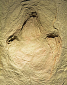 Theropod Dinosaur Footprint Fossil