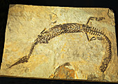 Mesosaurus Fossil