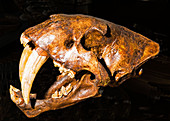 Saber Tooth Cat Skull Fossil