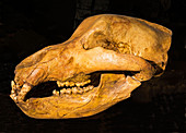 Giant Long Horned Bison Skull Fossil