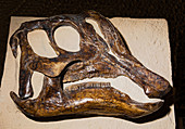 Hadrosaur Dinosaur Skull Fossil