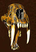 Saber Tooth Cat Skull Fossil