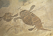 Eurypterus Remipes Fossil