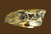 Terror Bird Skull Fossil