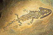 Sclerocephalus Hauseri Temnospondyl Amphibian Fossil