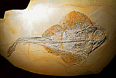 Guitar Fish Fossil