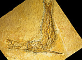 Squid Eating a Fish Fossil