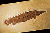 Atractosteus Simplex Garr Fish Fossil