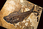 Diplomystus Fish Fossil