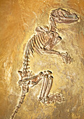 Aumelasia Fossil