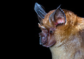 Malayan horseshoe bat