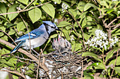 Blue jay feeding chicks