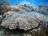 Reef Scenic coral with small fish