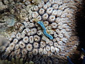 Coral & Blue Sponge