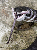 Black Rat Snake feeding