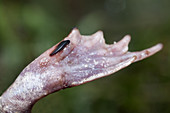 Eastern Spadefoot Toad (S. holbrookii) foot