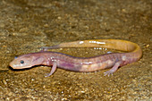 Grotto Salamander